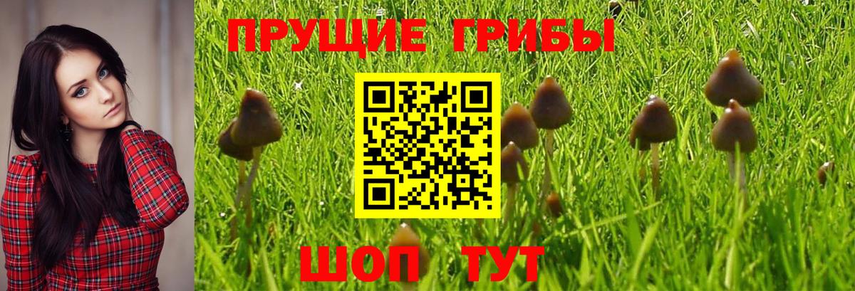 Псилоцибиновые грибы Psilocybine cubensis  Вход с VPN  Псилоцибиновые грибы прущие грибы  Балтийск 